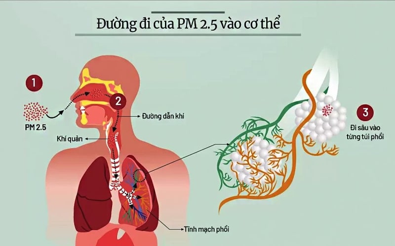 Đường đi của bụi mịn PM2.5
